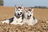 ALASKAN MALAMUTE 204
